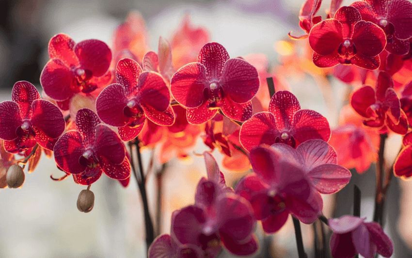 Hoa Cưới Sang Trọng - Tạo nên ngày cưới hoàn hảo với hoa tươi đẹp nhất